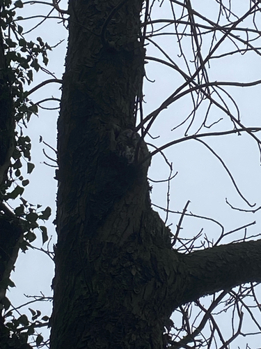 View observation of {o.common_name} on iNaturalist