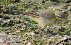 Motacilla tschutschensis