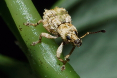 Brachyolus punctatus