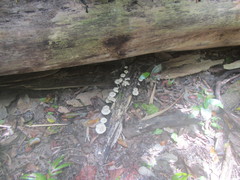 Lentinus squarrosulus