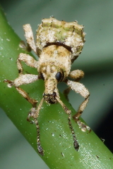 Brachyolus punctatus