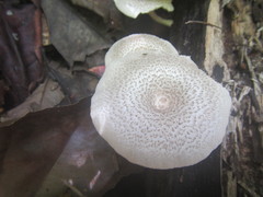 Lentinus squarrosulus