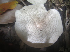 Lentinus squarrosulus