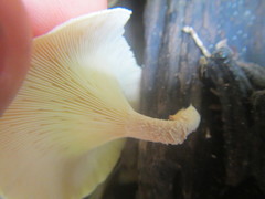 Lentinus squarrosulus