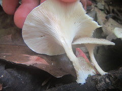 Lentinus squarrosulus