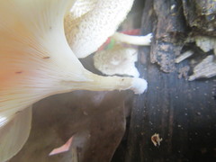 Lentinus squarrosulus