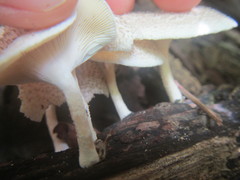 Lentinus squarrosulus