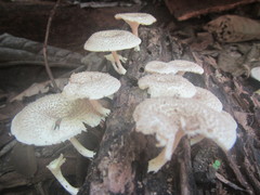 Lentinus squarrosulus
