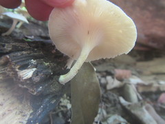 Lentinus squarrosulus