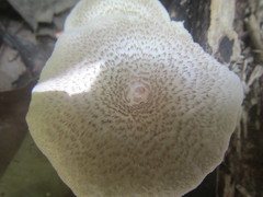 Lentinus squarrosulus