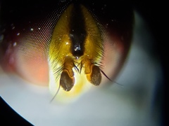 Ocyptamus antiphates