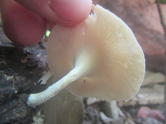 Lentinus squarrosulus