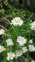 Ozothamnus reticulatus