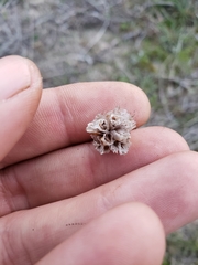 Armeria maritima californica