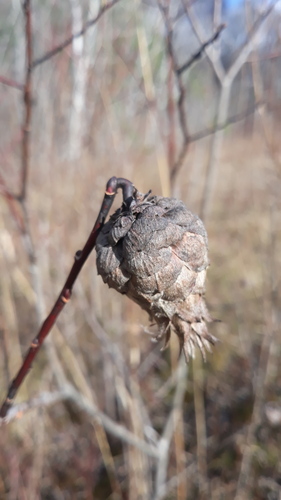 Unknown species found near Lee, MA, USA