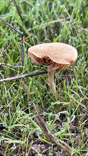 iNaturalist observation photo of Common Fieldcap
