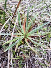 Armeria maritima californica