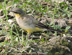 Motacilla tschutschensis