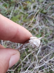 Armeria maritima californica