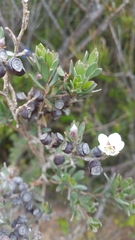 Leptospermum glaucescens