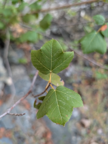 Syrian maple (Acer obtusifolium)