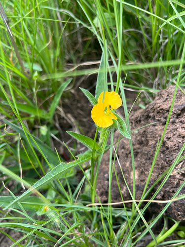 African Yellow Dayflower