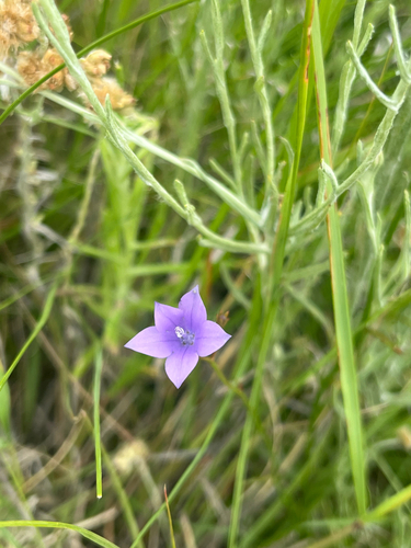 African Blue Bell