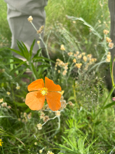 Bristle Poppy
