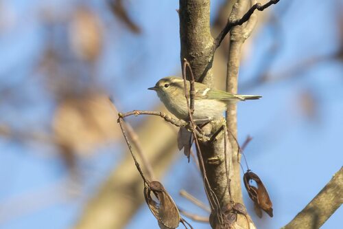 Mosquitero de Hume (Phylloscopus humei)