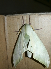 Pseudoclanis postica