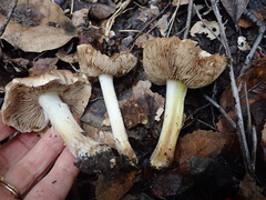 Inocybe brunnescens