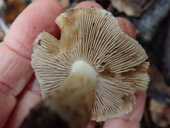 Inocybe brunnescens
