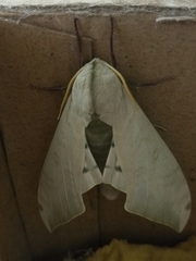 Pseudoclanis postica