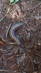 Pseudoclanis postica