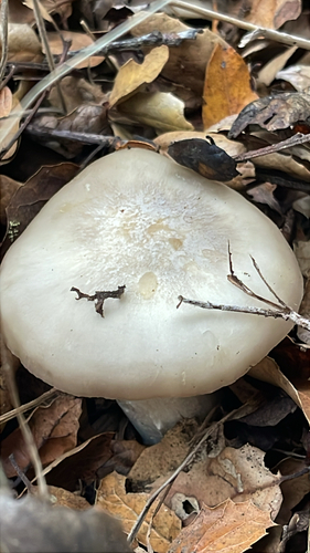 iNaturalist observation photo of Entoloma lividoalbum