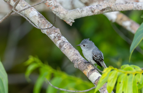 Gray Elaenia (Gray)