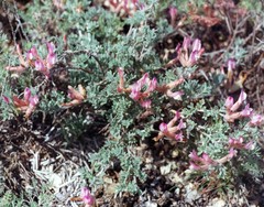 Astragalus subarcuatus