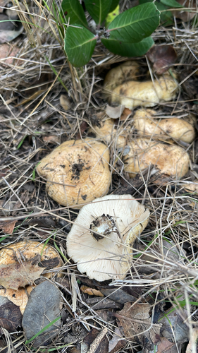 iNaturalist observation photo of golden milkcap