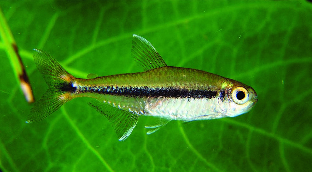 Hyphessobrycon stegemanni