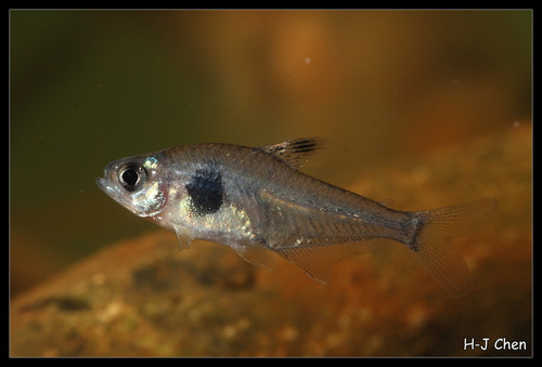 Coffee Bean Tetra
