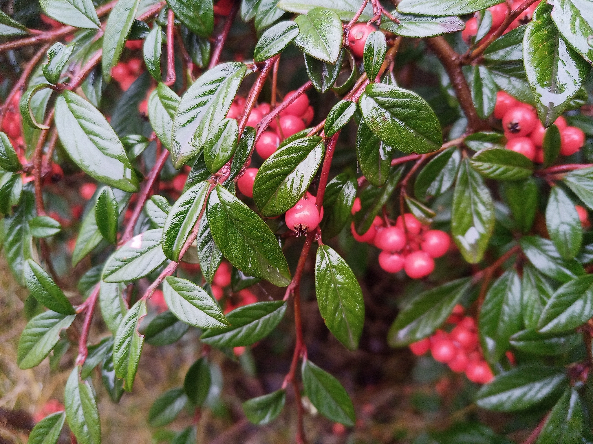 Willow-Leaved Cotoneaster (Cotoneaster salicifolius)