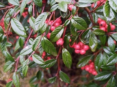 Weidenblättrige Zwergmispel (Cotoneaster salicifolius)