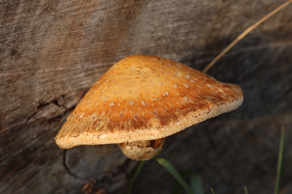 Hemipholiota populnea · December 2025 · photo: © johnashburner (iNaturalist, cc0)