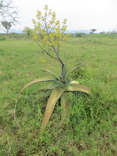 Aloe canarina