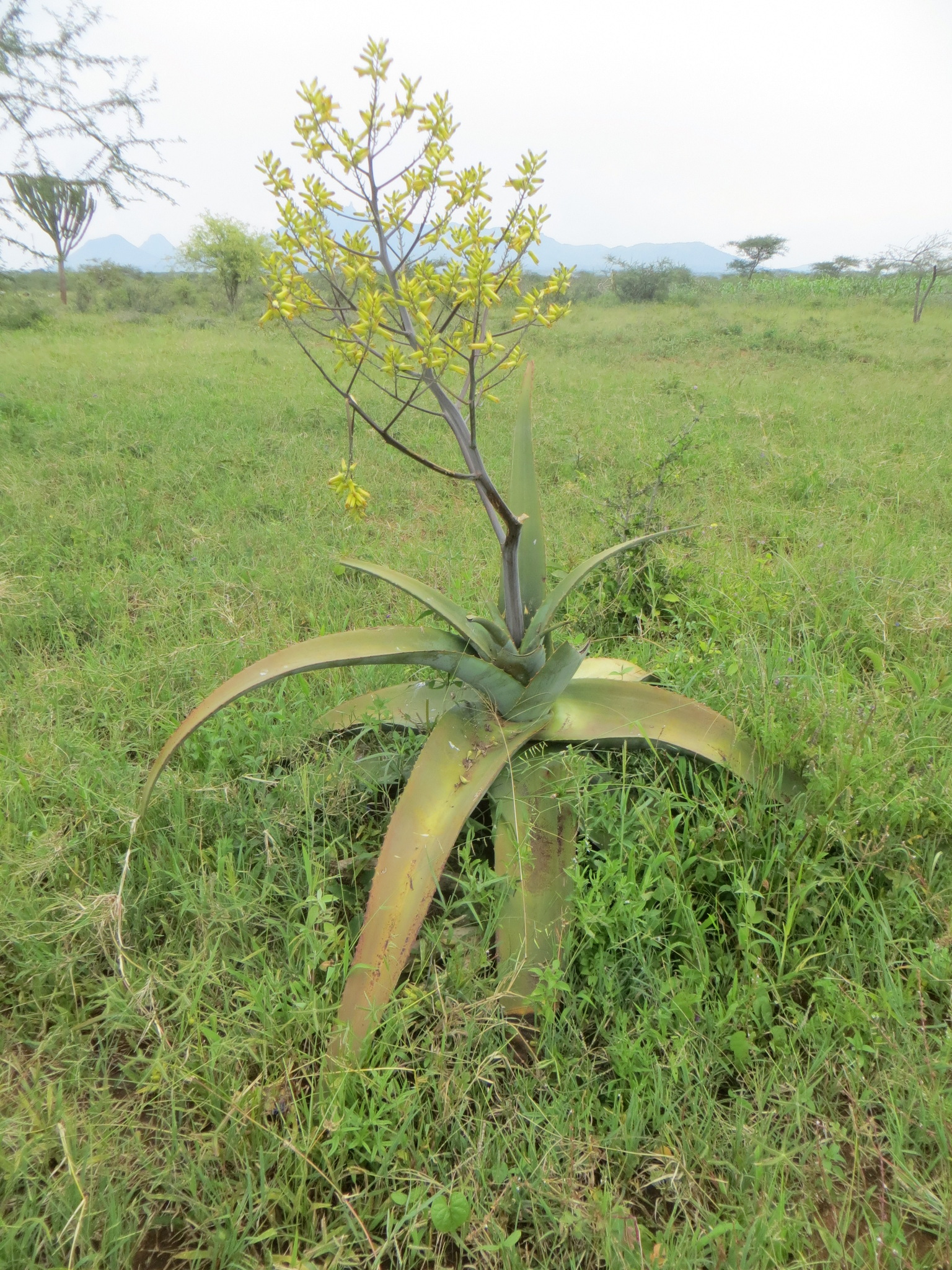 Aloe canarina