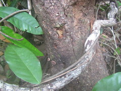 Lycoperdon purpurascens