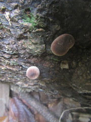 Lycoperdon purpurascens