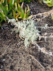 Artemisia pycnocephala