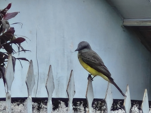 Tropical Kingbird