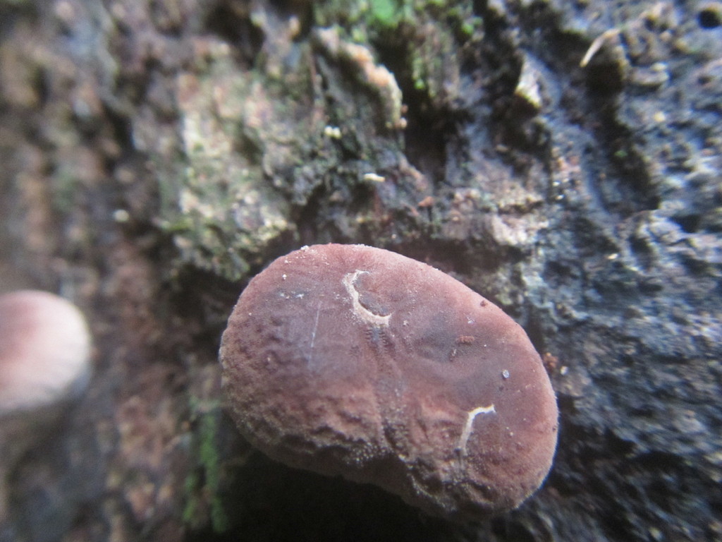 Lycoperdon purpurascens